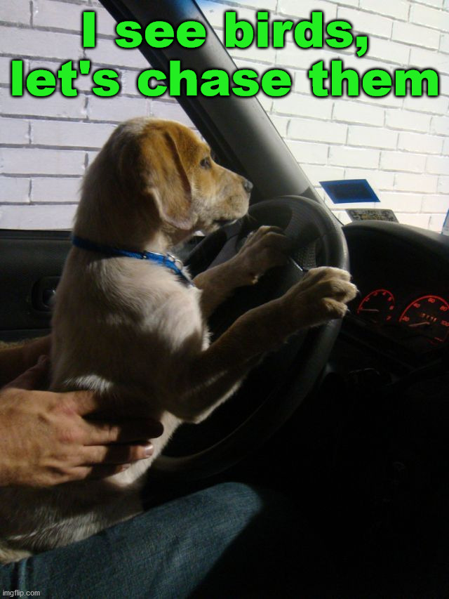 I see birds, let's chase them | image tagged in dogs | made w/ Imgflip meme maker