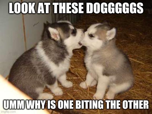 Cute Puppies | LOOK AT THESE DOGGGGGS; UMM WHY IS ONE BITING THE OTHER | image tagged in memes,cute puppies | made w/ Imgflip meme maker