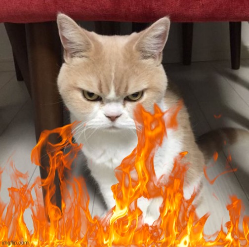 Mad cat | image tagged in mad cat,upset | made w/ Imgflip meme maker
