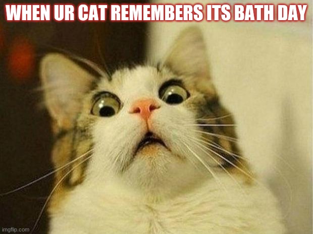 Scared Cat | WHEN UR CAT REMEMBERS ITS BATH DAY | image tagged in memes,scared cat | made w/ Imgflip meme maker