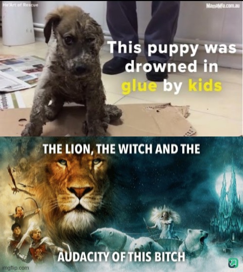 What | image tagged in the lion the witch and the audacity of this bitch,puppy,glue,kids | made w/ Imgflip meme maker