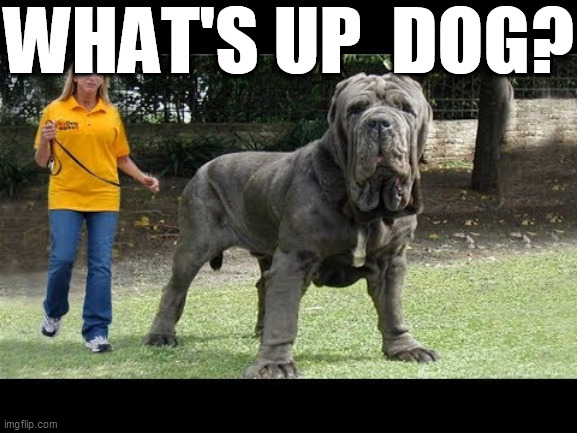 WHAT'S UP  DOG? | made w/ Imgflip meme maker