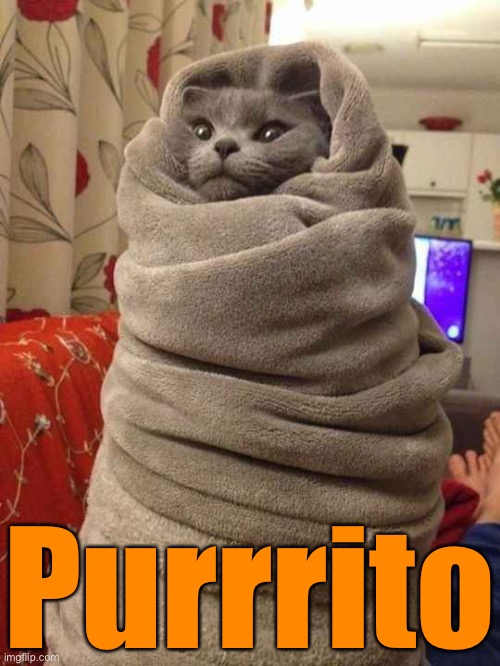 Burrito | Purrrito | image tagged in funny memes,cats,burrito | made w/ Imgflip meme maker