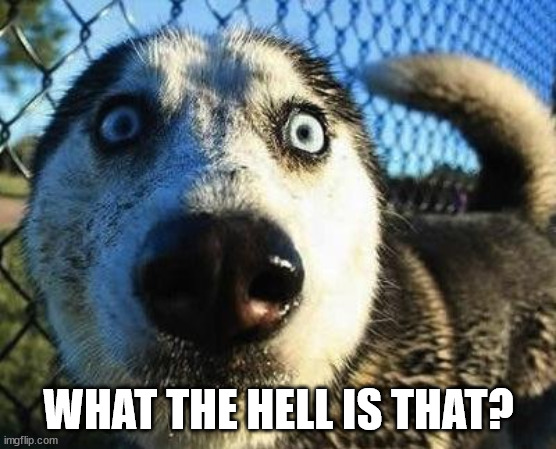 Scared dog | WHAT THE HELL IS THAT? | image tagged in scared dog | made w/ Imgflip meme maker