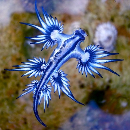 Stinging Blue Dragon | image tagged in awesome,pics,photography | made w/ Imgflip meme maker