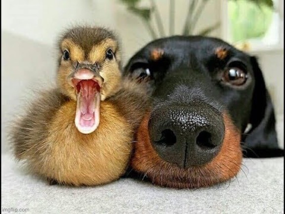 Duck & Dog loving eachother | image tagged in ducks,dogs,cute,animals,funny,memes | made w/ Imgflip meme maker