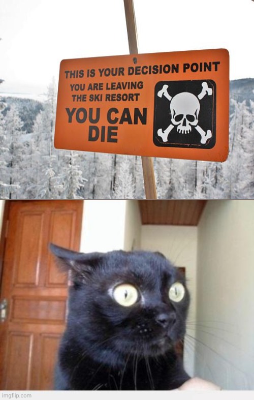 Ski resort sign | image tagged in scared cat,memes,meme,dark humor,signs,scary | made w/ Imgflip meme maker