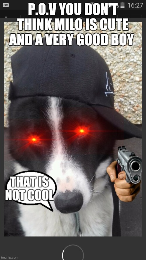 That is not cool | P.O.V YOU DON'T THINK MILO IS CUTE AND A VERY GOOD BOY | image tagged in that is not cool | made w/ Imgflip meme maker