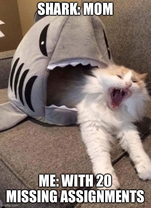 Oh no | SHARK: MOM; ME: WITH 20 MISSING ASSIGNMENTS | image tagged in cat | made w/ Imgflip meme maker