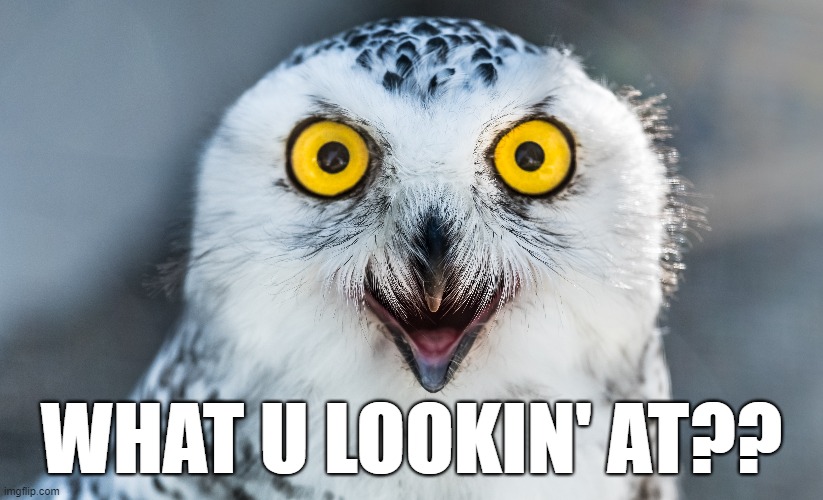 Staring owl | WHAT U LOOKIN' AT?? | image tagged in owl,staring,eyes | made w/ Imgflip meme maker