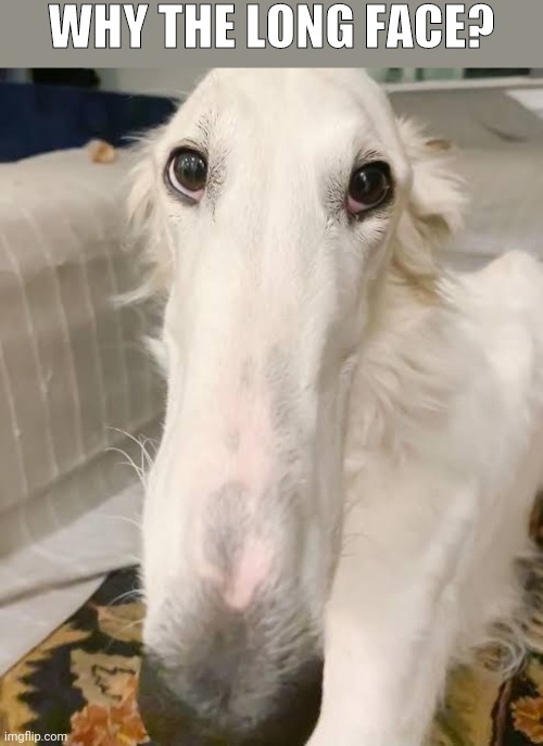 Why the long face? | WHY THE LONG FACE? | image tagged in dog,hound,sniff,sniffer,puppy,cute | made w/ Imgflip meme maker