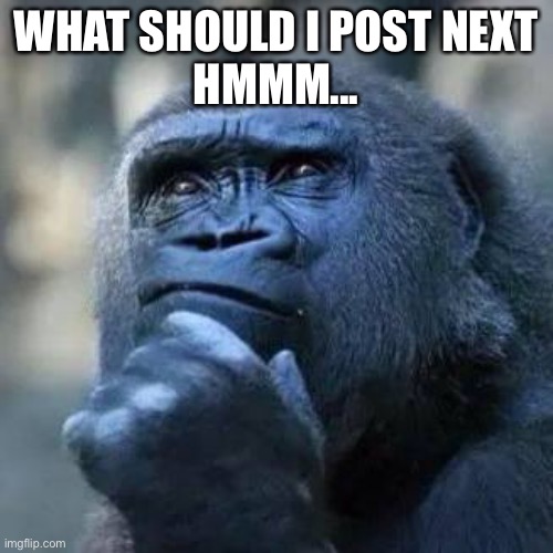 i wonder... | WHAT SHOULD I POST NEXT
HMMM... | image tagged in thinking ape,ape,funny,memes,funny memes | made w/ Imgflip meme maker