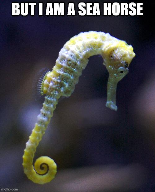 sad seahorse | BUT I AM A SEA HORSE | image tagged in sad seahorse | made w/ Imgflip meme maker