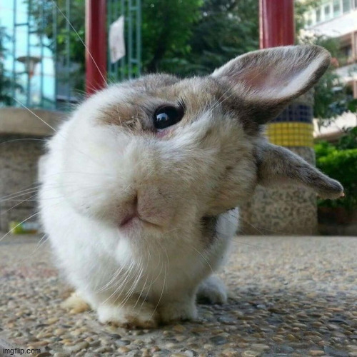 Cute Bunny | image tagged in cute bunny | made w/ Imgflip meme maker