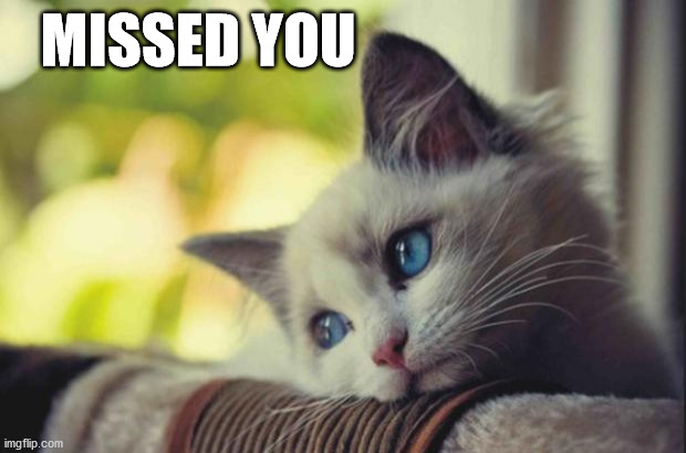 Sad cat | MISSED YOU | image tagged in sad cat | made w/ Imgflip meme maker