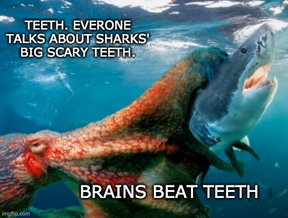 Smart beats scary -- or is that "Smart is the new scary"? | TEETH. EVERONE TALKS ABOUT SHARKS' BIG SCARY TEETH. BRAINS BEAT TEETH | image tagged in octopus,shark,ocean,smart | made w/ Imgflip meme maker