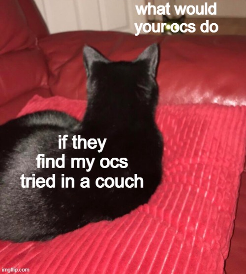 why not | what would your ocs do; if they find my ocs tried in a couch | image tagged in cursed cat | made w/ Imgflip meme maker