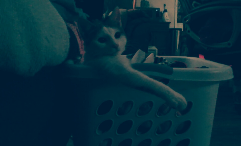 Cat in a laundry basket Blank Meme Template