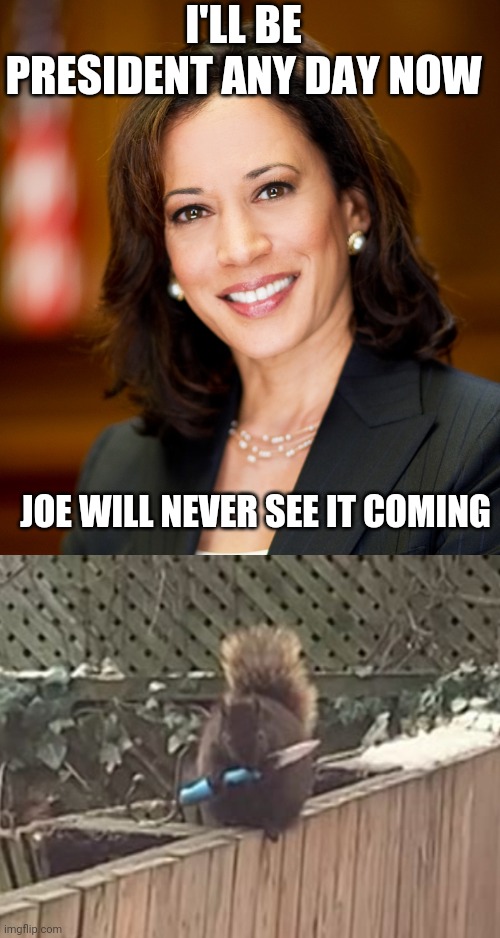 Creative ousting | I'LL BE PRESIDENT ANY DAY NOW; JOE WILL NEVER SEE IT COMING | image tagged in kamala harris,squirrel with knife | made w/ Imgflip meme maker