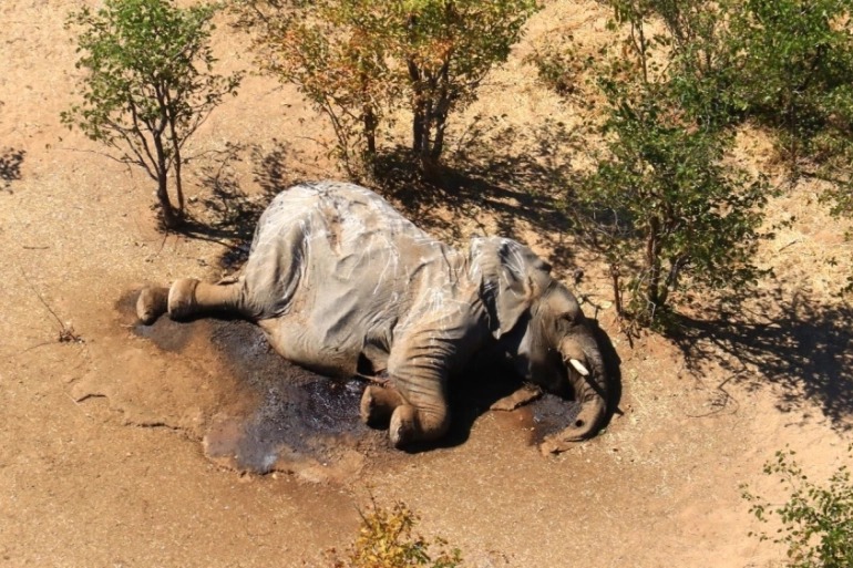 dead mammoth Blank Meme Template