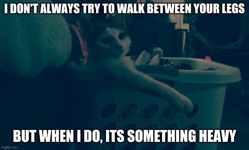 Custom template | I DON'T ALWAYS TRY TO WALK BETWEEN YOUR LEGS; BUT WHEN I DO, ITS SOMETHING HEAVY | image tagged in cat in a laundry basket,memes,custom template | made w/ Imgflip meme maker