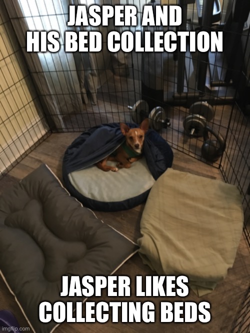 Jasper is a well known bed collector | JASPER AND HIS BED COLLECTION; JASPER LIKES COLLECTING BEDS | made w/ Imgflip meme maker