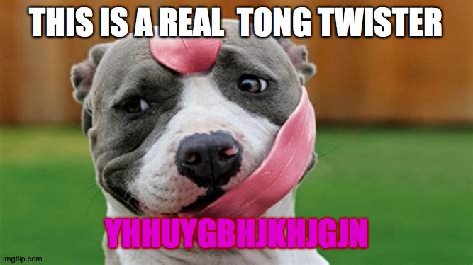 tong | THIS IS A REAL  TONG TWISTER; YHHUYGBHJKHJGJN | image tagged in dogs | made w/ Imgflip meme maker
