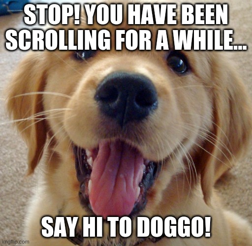 Cute dog | STOP! YOU HAVE BEEN SCROLLING FOR A WHILE... SAY HI TO DOGGO! | image tagged in cute dog | made w/ Imgflip meme maker
