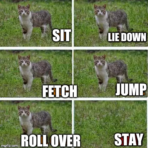 BRUGH | LIE DOWN; SIT; JUMP; FETCH; STAY; ROLL OVER | image tagged in oof,cats,memes | made w/ Imgflip meme maker