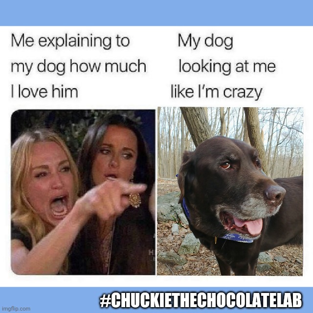 My dog looking at me like I'm crazy | #CHUCKIETHECHOCOLATELAB | image tagged in chuckie the chocolate lab,dogs,funny,angry lady cat,memes,side eye | made w/ Imgflip meme maker