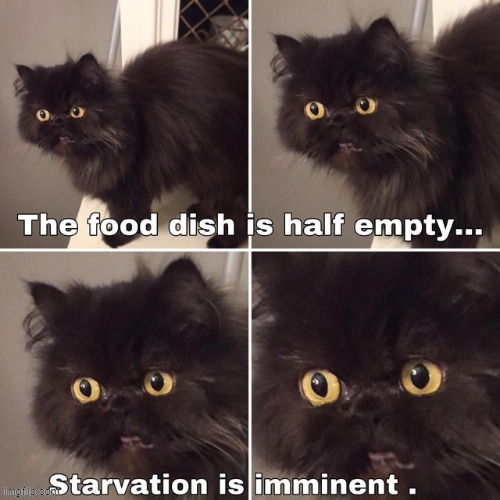 my cat is weird | image tagged in cats | made w/ Imgflip meme maker