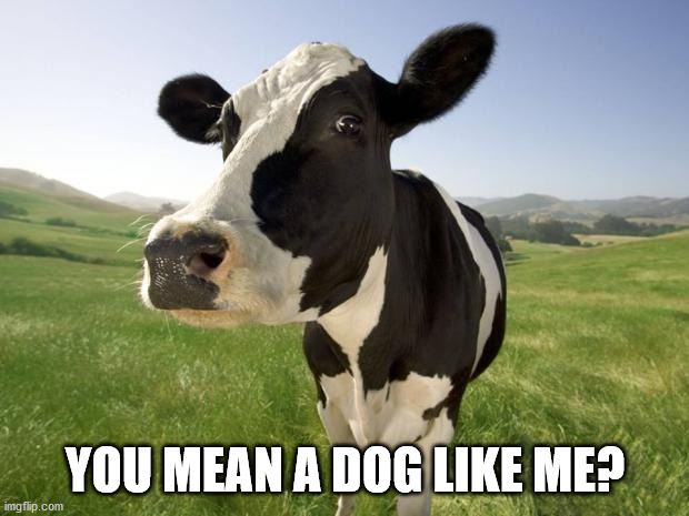 cow | YOU MEAN A DOG LIKE ME? | image tagged in cow | made w/ Imgflip meme maker