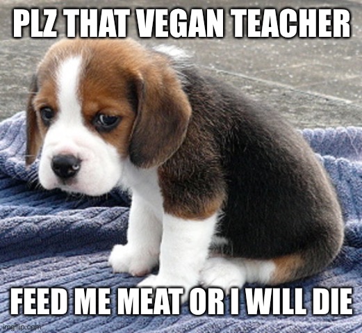 sad dog | PLZ THAT VEGAN TEACHER; FEED ME MEAT OR I WILL DIE | image tagged in sad dog | made w/ Imgflip meme maker