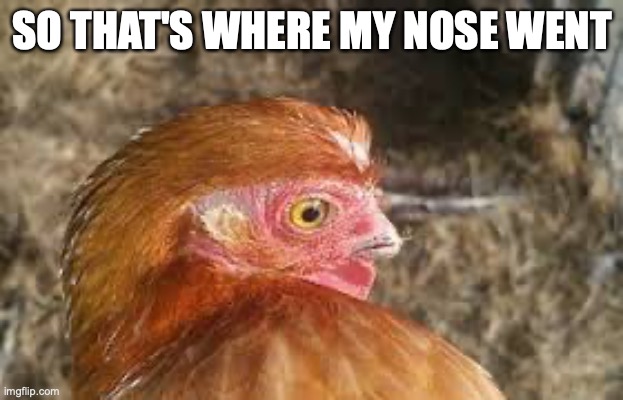 SO THAT'S WHERE MY NOSE WENT | made w/ Imgflip meme maker