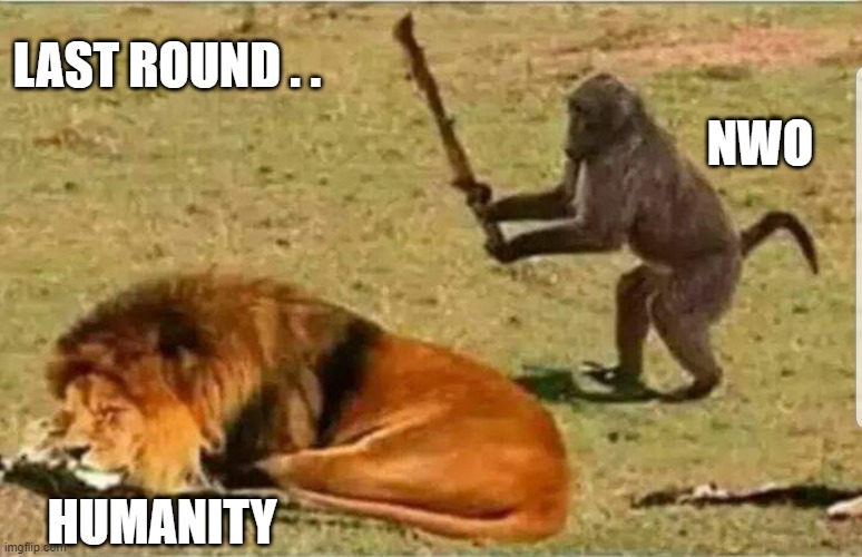 nwo | LAST ROUND . . NWO; HUMANITY | image tagged in monkey fight | made w/ Imgflip meme maker