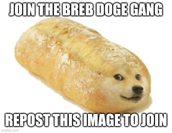 Breb Doge | JOIN THE BREB DOGE GANG; REPOST THIS IMAGE TO JOIN | image tagged in breb doge | made w/ Imgflip meme maker