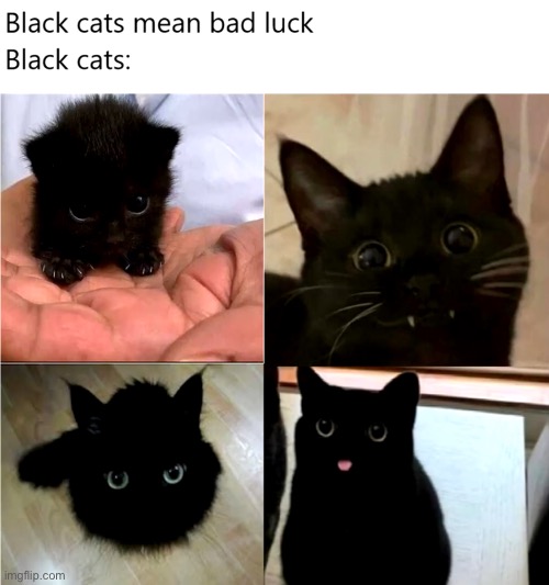 So cute | image tagged in cute,cats,memes | made w/ Imgflip meme maker