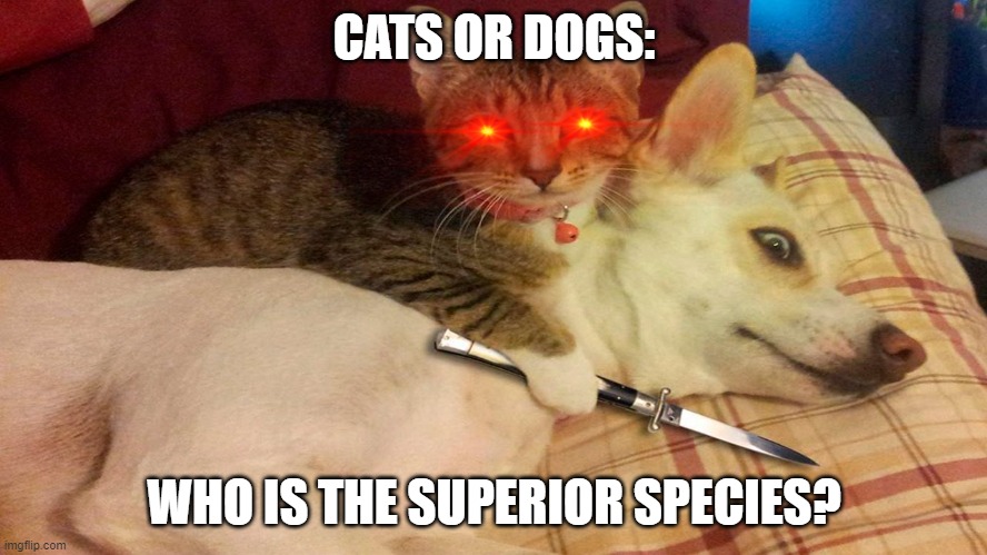 Cats vs dogs | CATS OR DOGS:; WHO IS THE SUPERIOR SPECIES? | image tagged in cats vs dogs,cats obviously | made w/ Imgflip meme maker