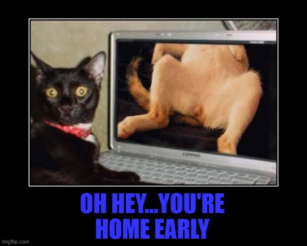 BUSTED!!! | OH HEY...YOU'RE HOME EARLY | image tagged in cats,busted | made w/ Imgflip meme maker