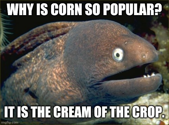 Corny...yes I know. | WHY IS CORN SO POPULAR? IT IS THE CREAM OF THE CROP. | image tagged in memes,bad joke eel,corn,farming,sayings | made w/ Imgflip meme maker