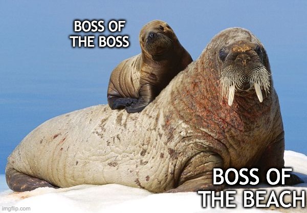 Where does the walrus pup sit? | BOSS OF THE BOSS; BOSS OF THE BEACH | image tagged in walrus,ocean,family,baby,cute | made w/ Imgflip meme maker