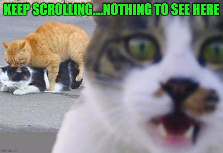 Caught in the act!!! | KEEP SCROLLING....NOTHING TO SEE HERE | image tagged in cats,keep scrolling,animals | made w/ Imgflip meme maker