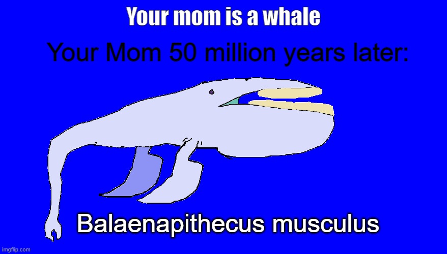 Your Mom 50 million years later:; Your mom is a whale; Balaenapithecus musculus | image tagged in evolution,human evolution,jokes,whale,human | made w/ Imgflip meme maker