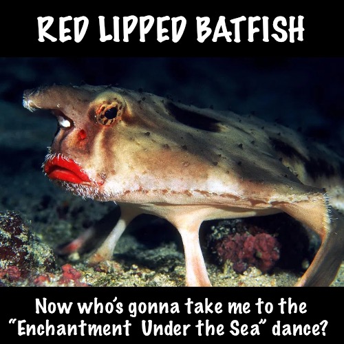 RED LIPPED BATFISH Now who’s gonna take me to the
“Enchantment  Under the Sea” dance? | made w/ Imgflip meme maker