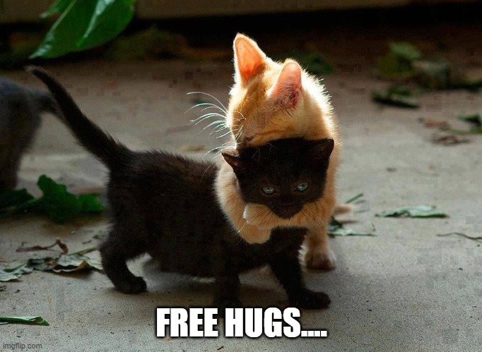 bc life.... | FREE HUGS.... | image tagged in kitten hug | made w/ Imgflip meme maker