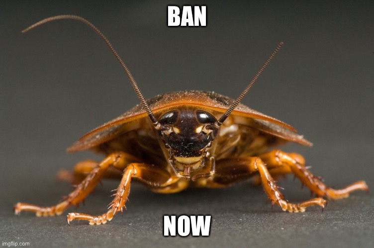 Cockroach | BAN; NOW | image tagged in cockroach | made w/ Imgflip meme maker