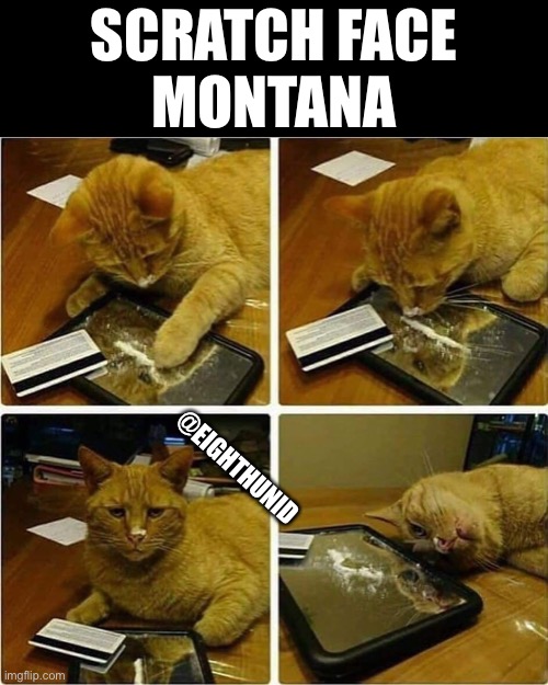 Scratch face Montana | SCRATCH FACE
MONTANA; @EIGHTHUNID | image tagged in cats | made w/ Imgflip meme maker