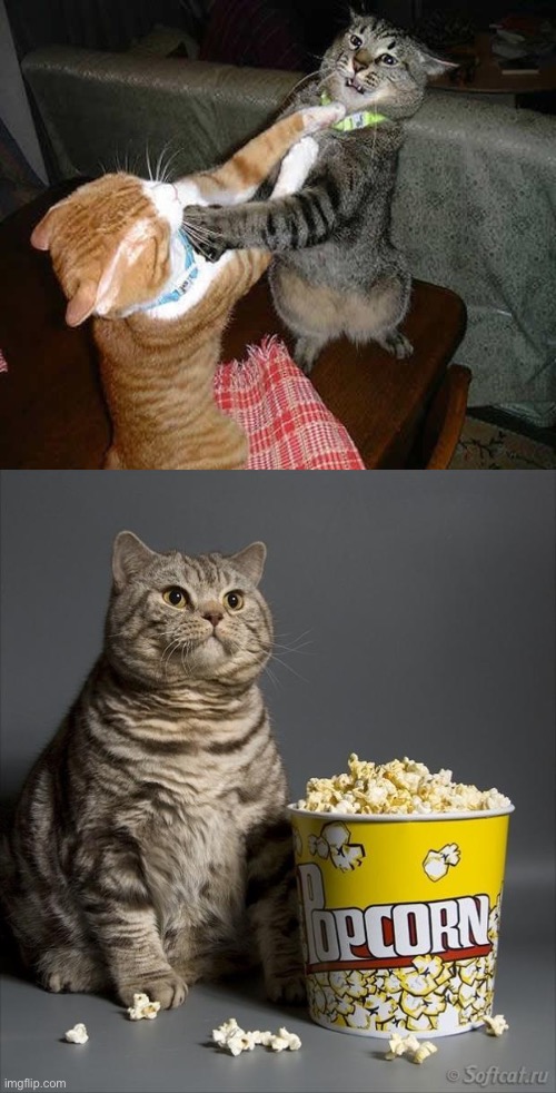 Cat watching other cats fight | image tagged in cat watching other cats fight | made w/ Imgflip meme maker