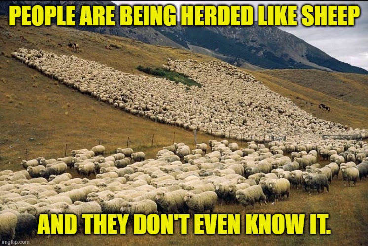 Herded Like Sheep | PEOPLE ARE BEING HERDED LIKE SHEEP; AND THEY DON'T EVEN KNOW IT. | image tagged in sheep | made w/ Imgflip meme maker