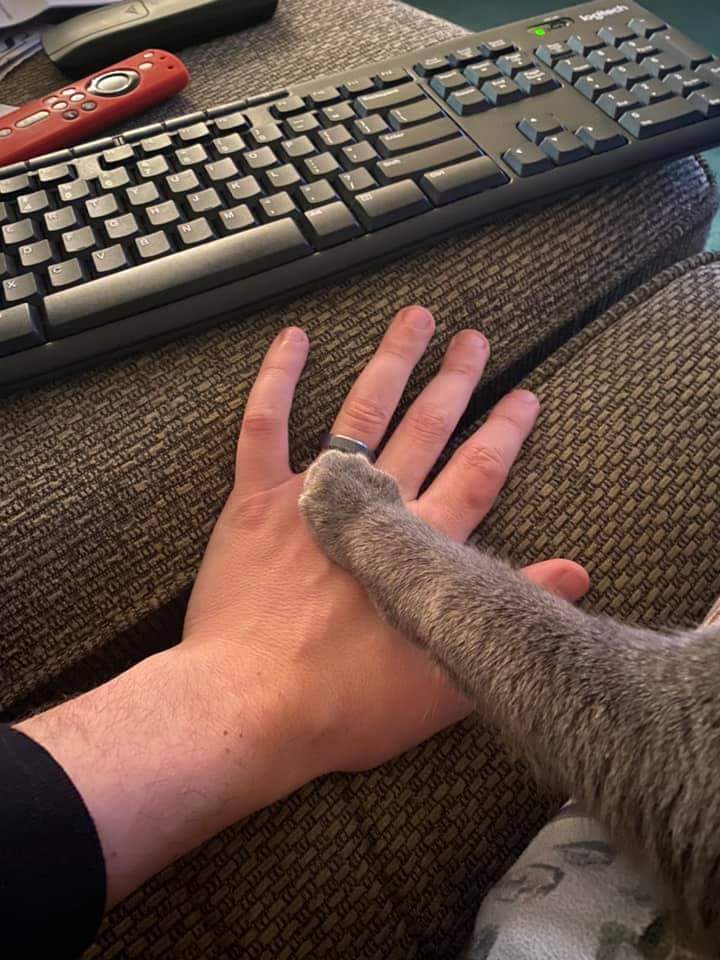 Keyboard cat Blank Meme Template